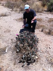 Opuntia basilaris treleasei