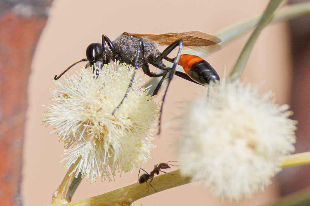 Tyde's Sand Wasp from Stuarts Creek SA 5720, Australia on June 12, 2024 ...