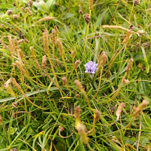 Scilla verna