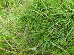 Carex spicata