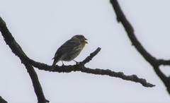 Serinus serinus