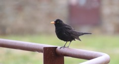 Turdus merula