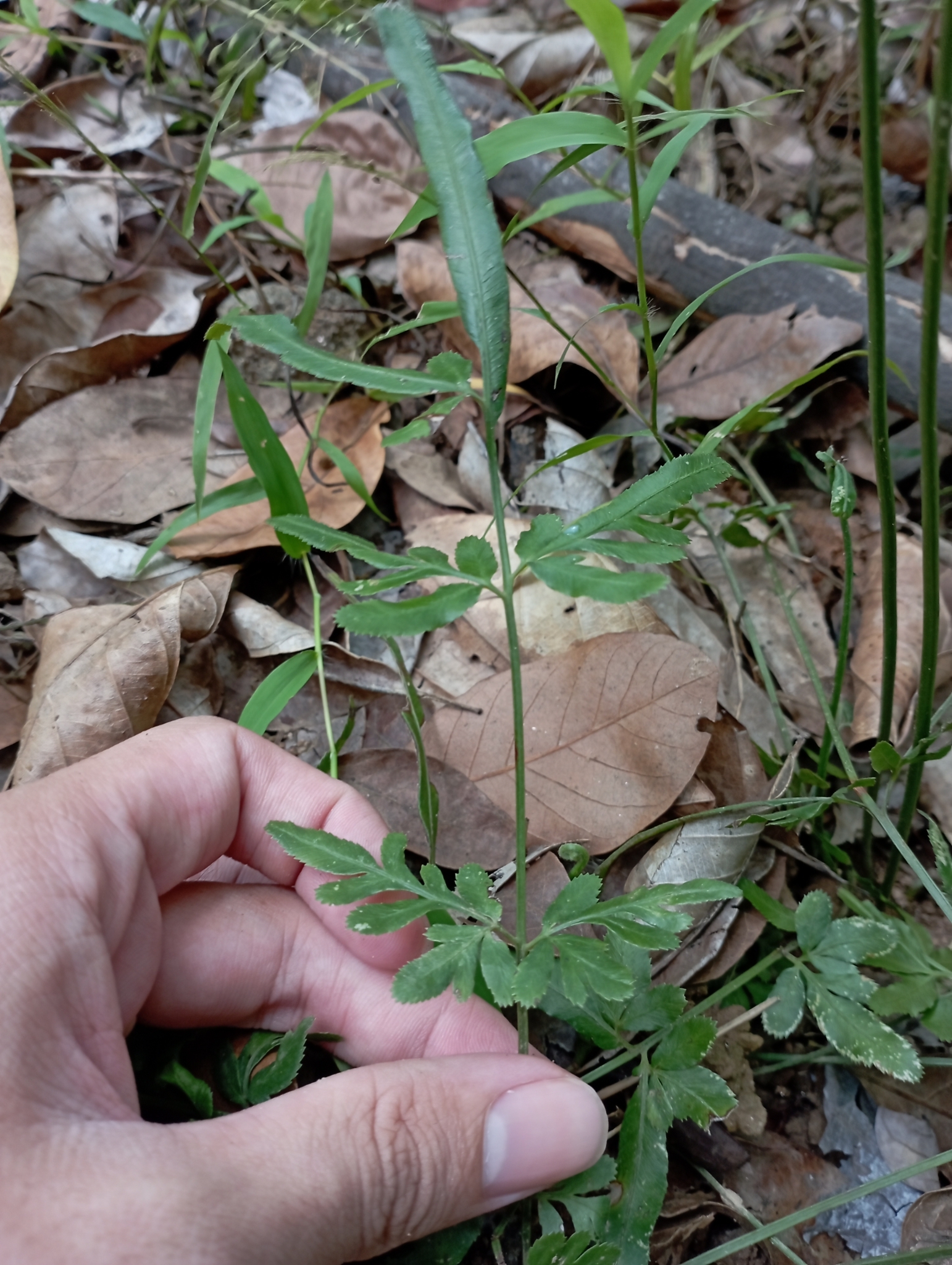 Pteris ensiformis (Pteris ensiformis)