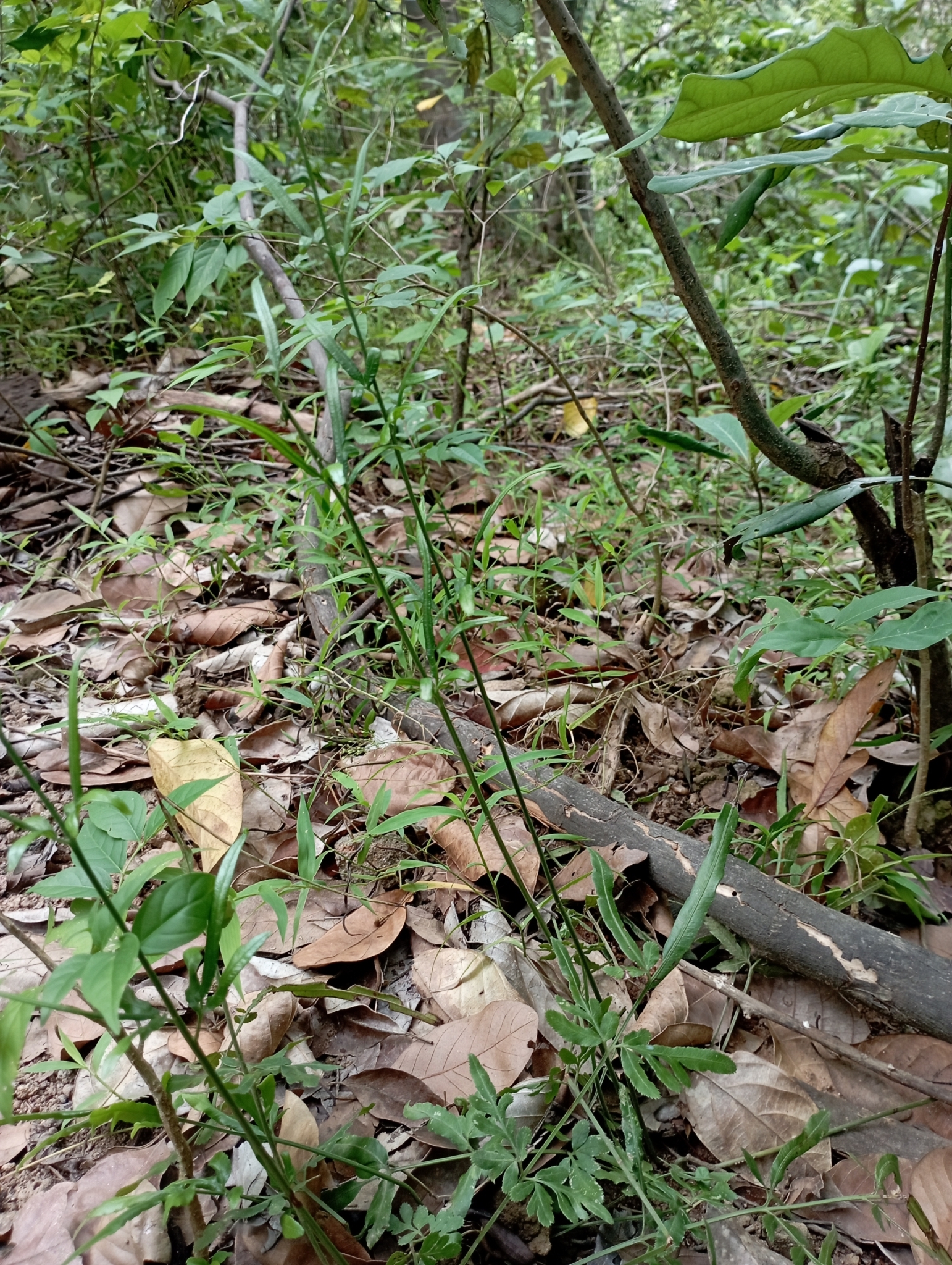 Pteris ensiformis — ảnh 2