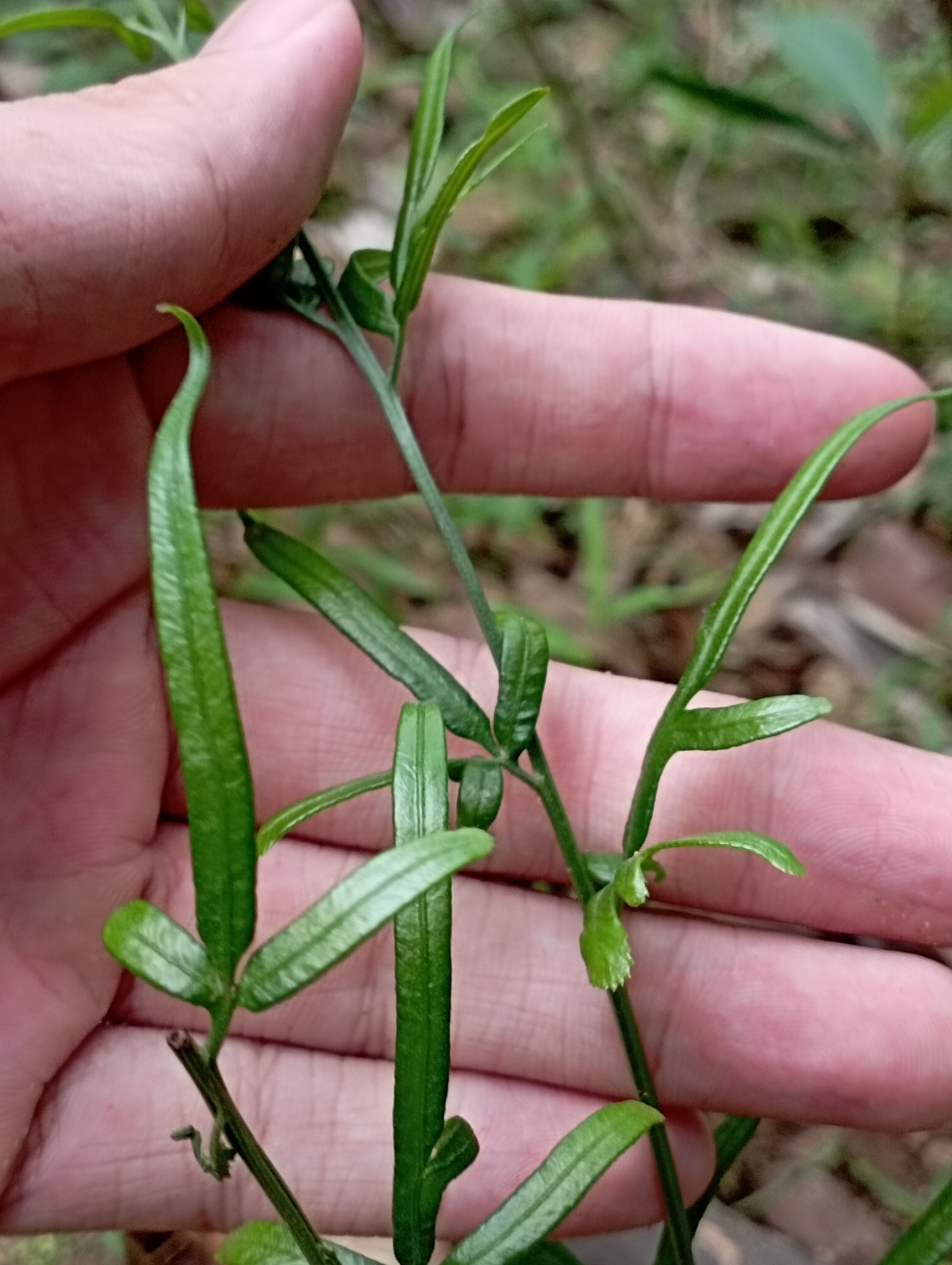 Pteris ensiformis — ảnh 3