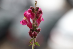 Antirrhinum majus