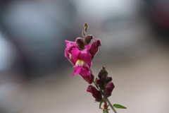 Antirrhinum majus