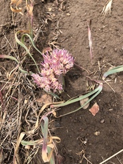 Allium anceps