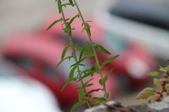 Antirrhinum majus