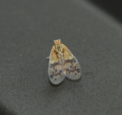 Bothriocera maculata