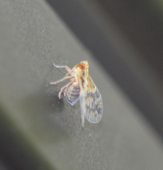 Bothriocera maculata