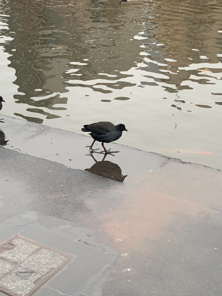 Dusky Moorhen From Riverside Food Court Southbank VIC AU On June 29 dusky-moorhen-from-riverside-food-court-southbank-vic-au-on-june-29