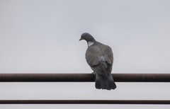Columba palumbus