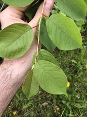 Prunus virginiana