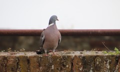 Columba palumbus