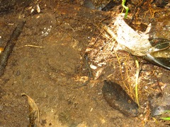 Lepidophyma flavimaculatum image