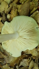 Megacollybia