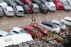 Antirrhinum majus