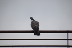 Columba palumbus