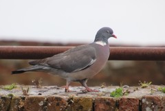 Columba palumbus