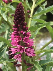Lysimachia atropurpurea