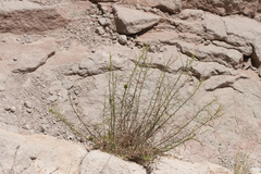 Cordylanthus rigidus setigerus