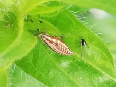 Chrysopini