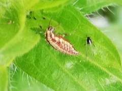 Chrysopini