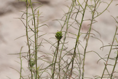 Cordylanthus rigidus setigerus