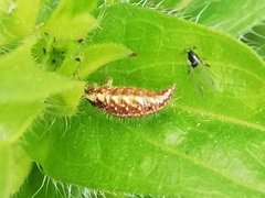 Chrysopini