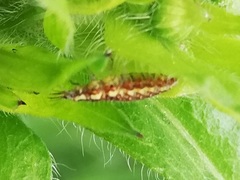 Chrysopini