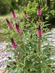 Lysimachia atropurpurea