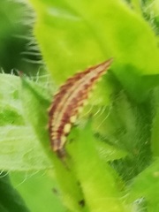 Chrysopini