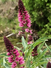 Lysimachia atropurpurea