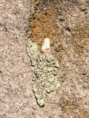 Parmelina