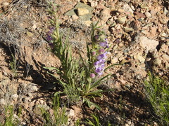 Penstemon ophianthus