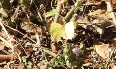 Abaeis salome jamapa