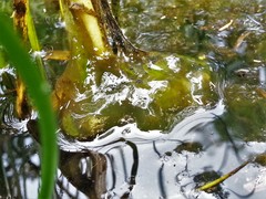 Ambystoma gracile