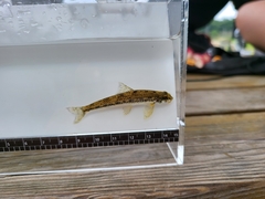 Yalu Small Gudgeon photo 2