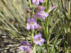 Penstemon ophianthus