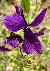 Salvia viridis
