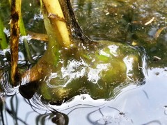 Ambystoma gracile