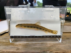 Nakdong Spined Loach photo 2