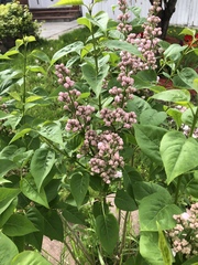 Syringa vulgaris