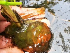 Ambystoma gracile