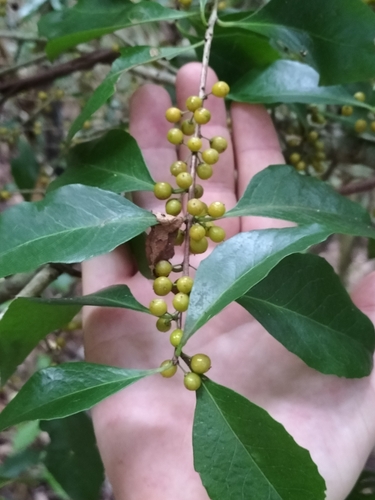 Orange bark (Denhamia fasciculiflora)