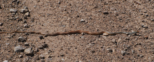Sonoran Whipsnake