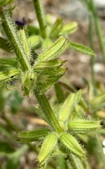 Salvia viridis