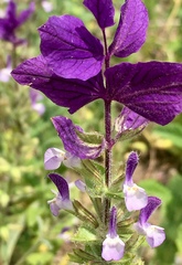 Salvia viridis