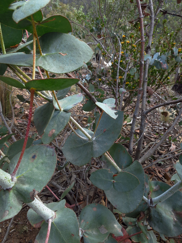 Image of Risdon Peppermint (Eucalyptus risdonii) by no rights reserved
